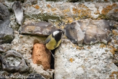 Great Tit Nest