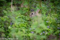 Wild Rabbit