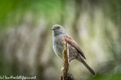 Dunnock on Branch Side View