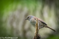 Dunnock on Branch Side View