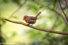 Robin on Branch with Food Side View