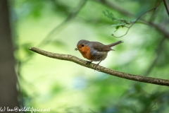 Robin on Branch with Food Side View