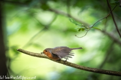 Robin on Branch with Food Side View