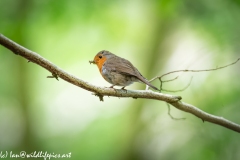 Robin on Branch with Food Side View