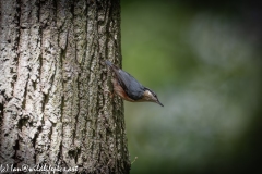 Nuthatch on Tree Side View