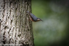 Nuthatch on Tree Side View