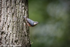 Nuthatch on Tree Side View