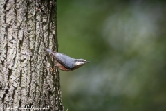 Nuthatch on Tree Side View