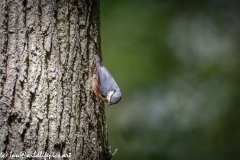 Nuthatch on Tree Side View