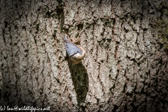 Nuthatch on Tree Font View