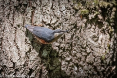 Nuthatch on Tree Side View