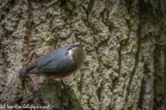 Nuthatch on Tree Side View