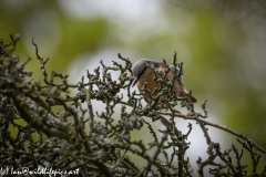 Nuthatch on Tree Side View