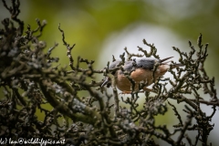 Nuthatch in Tree Side View