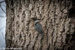 Nuthatch nest in Tree