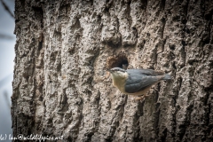 Nuthatch nest in Tree