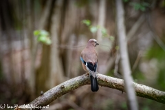 Jay on Branch Back View