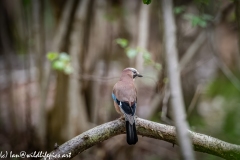 Jay on Branch Back View