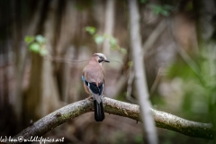 Jay on Branch Back View