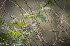 Female Whitethroat on Bush side View