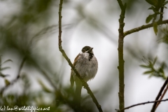 Male Reed Bunting on Branch Font View