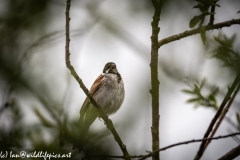 Male Reed Bunting on Branch Font View