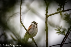 Male Reed Bunting on Branch Font View