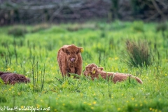 Young Highland Cattle on Grass