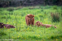 Young Highland Cattle on Grass