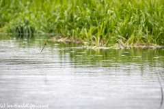 Sand Martin Feeding Over River