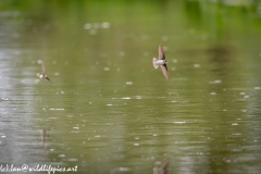 Sand Martin Feeding Over River