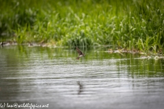 Sand Martin Feeding Over River