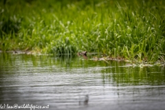 Sand Martin Feeding Over River