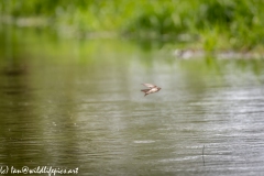 Sand Martin Feeding Over River