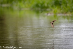 Sand Martin Feeding Over River