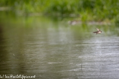 Sand Martin Feeding Over River