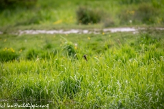 Sand Martin Feeding Over River