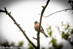 Male Chaffinch on Branch Side View