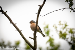 Male Chaffinch on Branch Side View