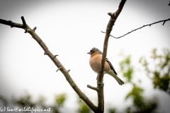 Male Chaffinch on Branch Side View