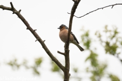 Male Chaffinch on Branch Side View