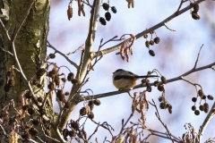 Long-tailed Tit