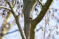 Long-tailed Tit