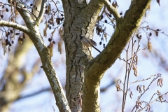 Long-tailed Tit
