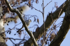 Long-tailed Tit