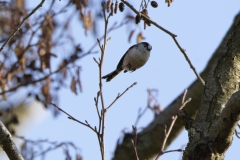 Long-tailed Tit in Flight