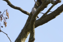 Long-tailed Tit