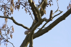 Long-tailed Tit in Flight