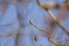 Mistle Thrush