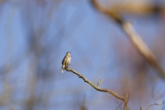 Mistle Thrush